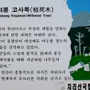 고사목 이미지