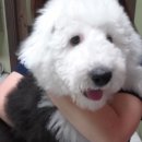 건국동물병원 이미지