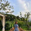 팁시카우 이미지