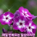 CJ사랑나무님~ 이미지