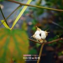 산양삼치유농원
