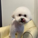 애견샵 컬리독 이미지