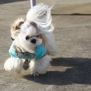 콩양