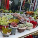 계림꽃농원 이미지