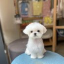 텐시퍼피 이미지