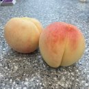 제이제이 PC방 | 240729-30 가평 여름휴가 조약돌닭갈비 가평펜션