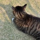 그루밍제주 | 제주 구좌 카페 | 평대해변 근처 고양이 카페 카페리 후기 (메뉴, 가격)