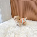 논현 켄넬 이미지