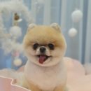 댕댕이 애견미용샵 이미지