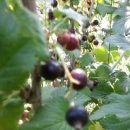 경인목장 이미지