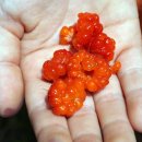 금대에코힐링캠핑장 이미지