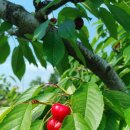 김동호 농장 이미지