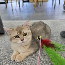 묘냥묘냥 이미지