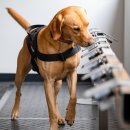 헬릭스동물암센터 이미지