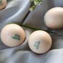 영월동물복지농장 이미지