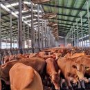 제일한우농장 이미지