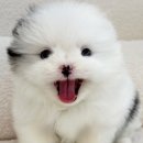 하이멍냥 강아지분양 고양이분양 서울본점 이미지