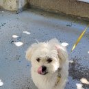 쪼꼬의 하루 그루밍샵 이미지