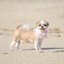 독한마캣 이미지