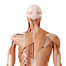 턱관절·목통증·일자목·경추측만증·두통·어지럼증! 핵심 경추근육 Trigger Point 실습 이미지