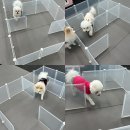 걱정마시개 애견유치원 네이버블로그