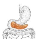 당뇨병 (diabetes mellitus) 이미지