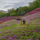 철쭉동산 이미지