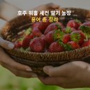 주만농장 | 호주 워홀 세컨 딸기 농장 용어 정리