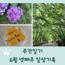 6월 넷째주 일상기록 / 바비바채 제로웨이스트샵 / 초당옥수수의 계절 / 계양산 등산 러브버그 방역 통제