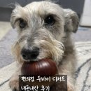 지에스25구리포레 | 편의점 두바이쫀득쿠키(두바이쫀득볼) 찐 후기 !