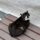 더벤티(군산미장점) | [전북 군산] 미장동 족잘 맛집 '더족발' 찐후기ෆ•͈ᴗ•͈ෆ