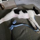 대전24시 센트럴동물병원 이미지