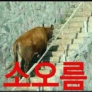 소오름