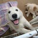 산책갈까? 이미지