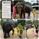 엘리펀트샤워 | [공지] 푸켓 코끼리 투어 체험 엘리펀트 생추어리 아이랑 후기