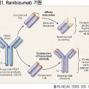 시력까지 개선한 황반변성 치료제의 ‘혁신’ 루센티스주(Lucentis injection) 이미지