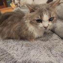 청춘 고양이 카페 이미지