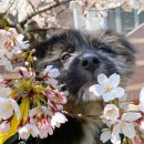 동백유치원 이미지