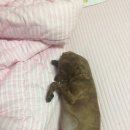 반석동물병원 이미지