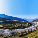 십리벚꽃길 이미지