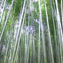 순창 메타세콰이어길 이미지