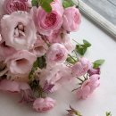 메종드비 | 메종드힐 스튜디오 촬영 후기(25.09.12)