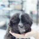 대구강아지분양 도로시펫 이미지