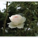 장미파크 이미지