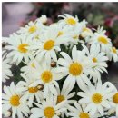 바닐라 PC(A) 이미지