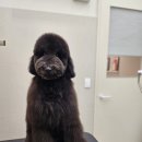 서현애견미용실 이미지