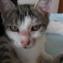 강앤정동물병원 이미지