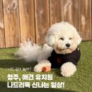 나드리독 이미지