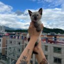 오독안심분양센터 강아지분양 고양이분양 대구점 이미지