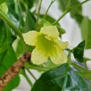 리아앤스칼프 이미지